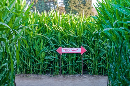 Explore the 15 Best Pumpkin Patches in West Virginia For a Great Fall Adventure