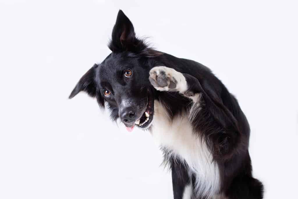 Incredible Border Collie Shows Off Its Remarkable Herding Skills, Showing the Sheep Who's Boss!