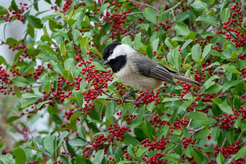 13 Deer Resistant Evergreens That Liven Up Any Yard