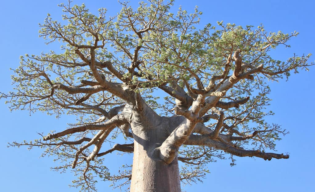 African Baobab vs. Southern Blue Gum Tree: 6 Differences Between These Towering Giants