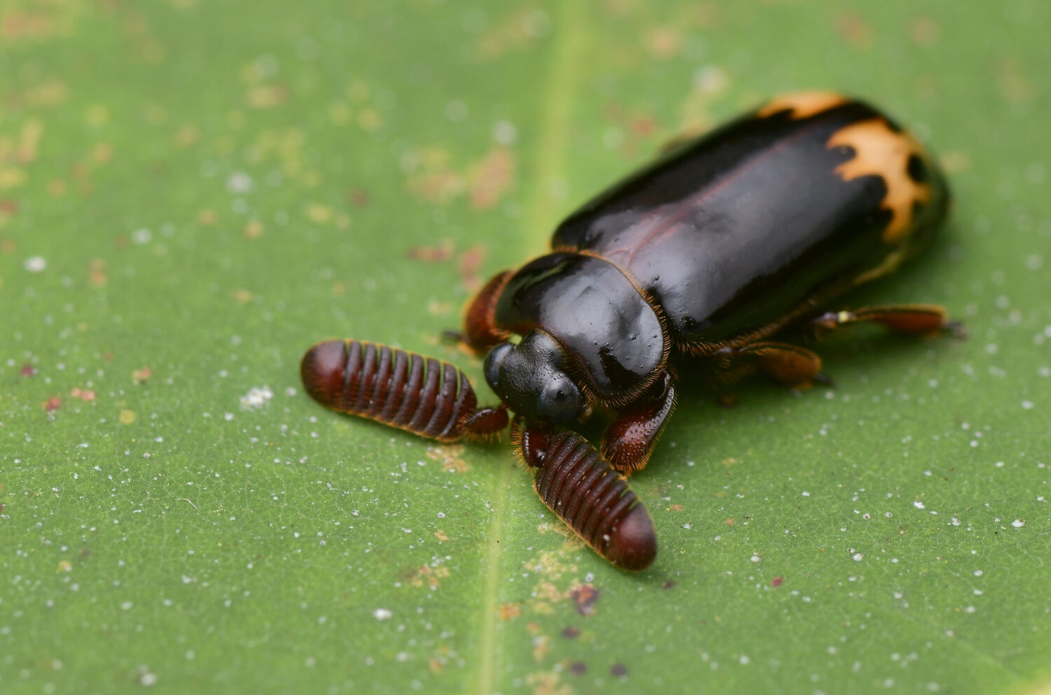 27 Animals That Eat Ants... Other than Anteaters, Of Course!