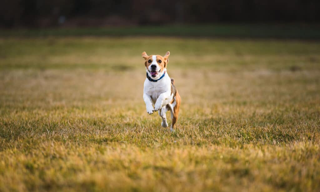 All of the Pets That Have Ever Lived in the White House