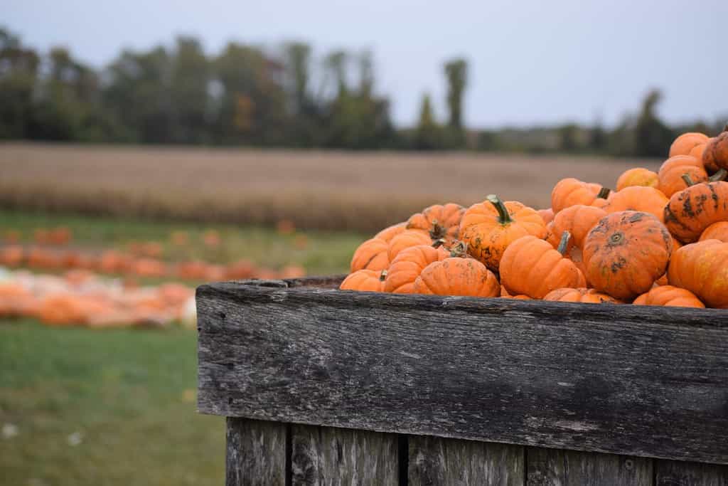 Explore the 15 Best Pumpkin Patches in West Virginia For a Great Fall Adventure