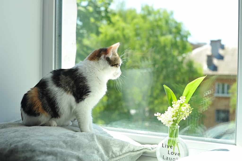 The 10 Best Flower-Inspired Cat Names (And Their Meanings)