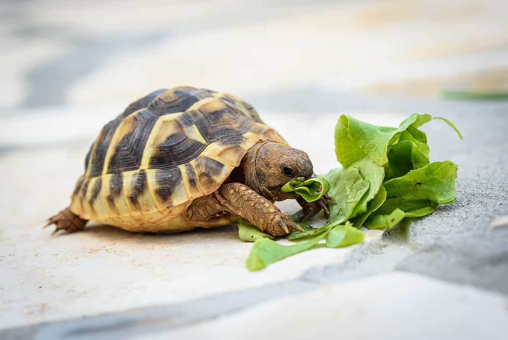 Discover 16 of the Quietest Animals on Earth