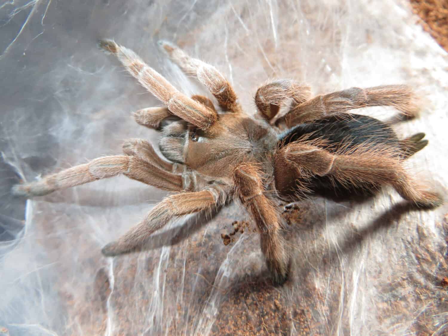 The 10 Biggest Spiders Crawling Around New South Wales