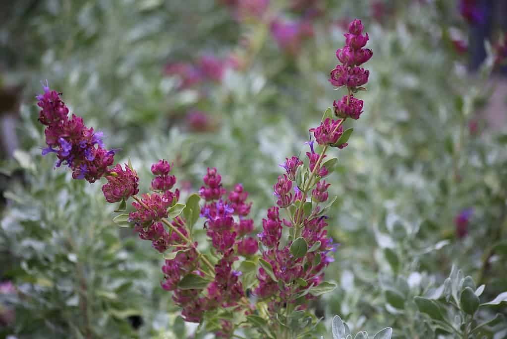 13 Deer Resistant Evergreens That Liven Up Any Yard