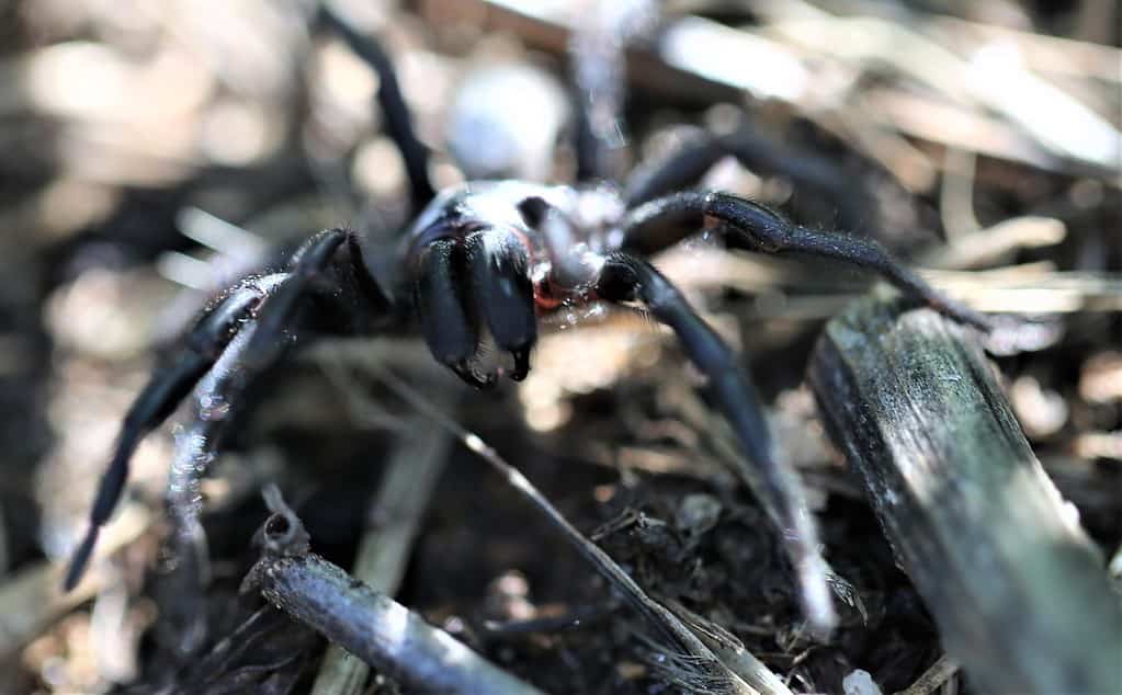 The 10 Biggest Spiders Crawling Around New South Wales