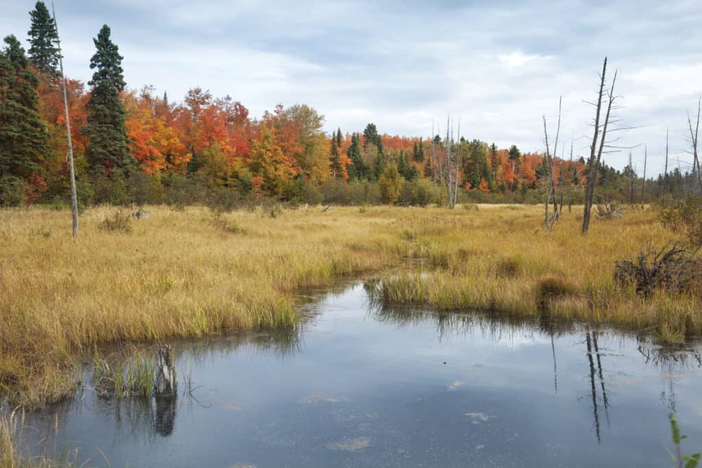 7 Reasons Minnesota Has the Best Deer Hunting in the U.S.