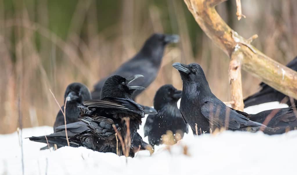 Are Ravens Smart? Everything We Know About Their Intelligence