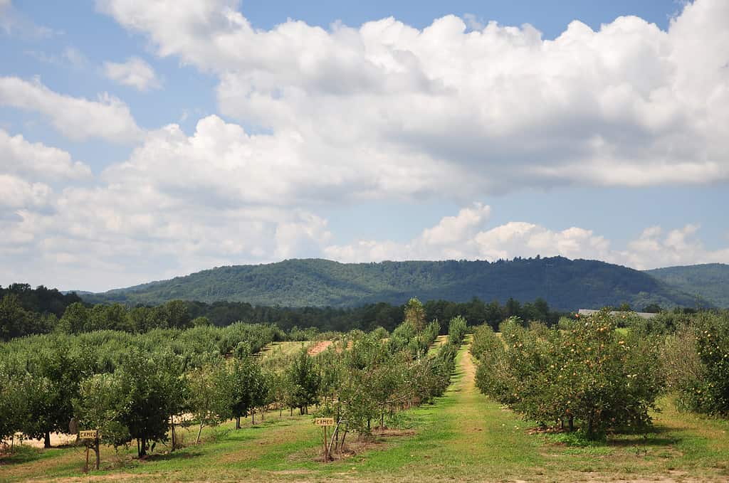 Discover the 10 U.S. States That Grow the Most Apples