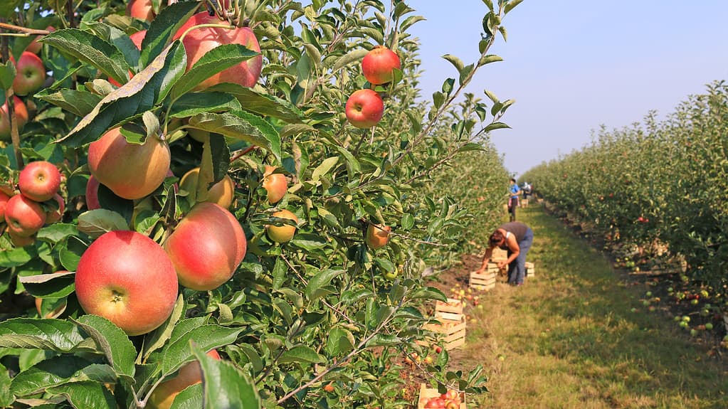 Discover the 10 U.S. States That Grow the Most Apples