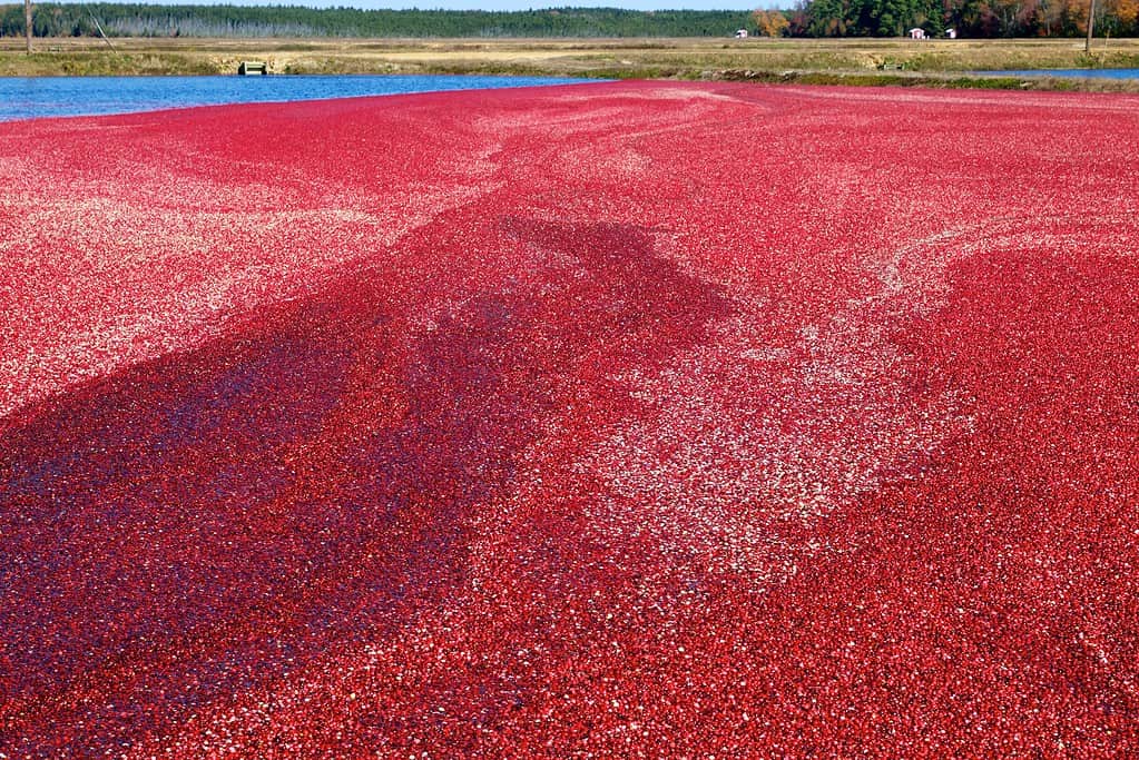 The Top 5 U.S. States That Grow the Most Cranberries