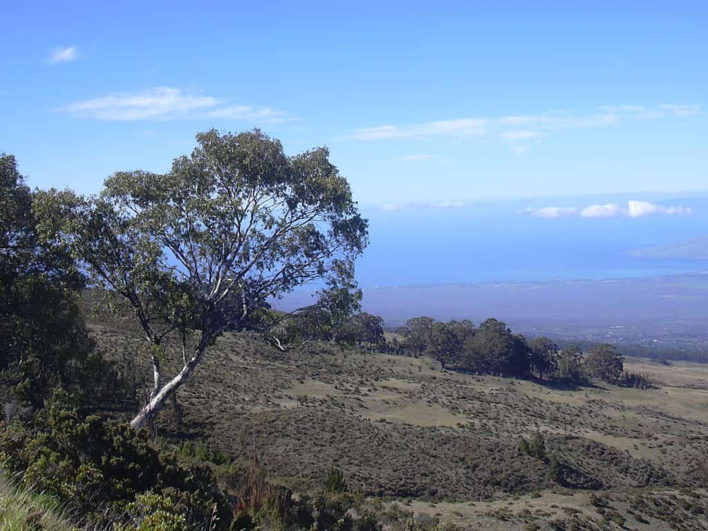 African Baobab vs. Southern Blue Gum Tree: 6 Differences Between These Towering Giants