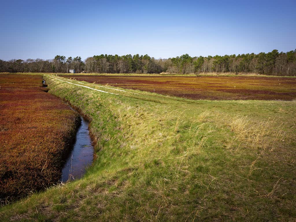 The Top 5 U.S. States That Grow the Most Cranberries