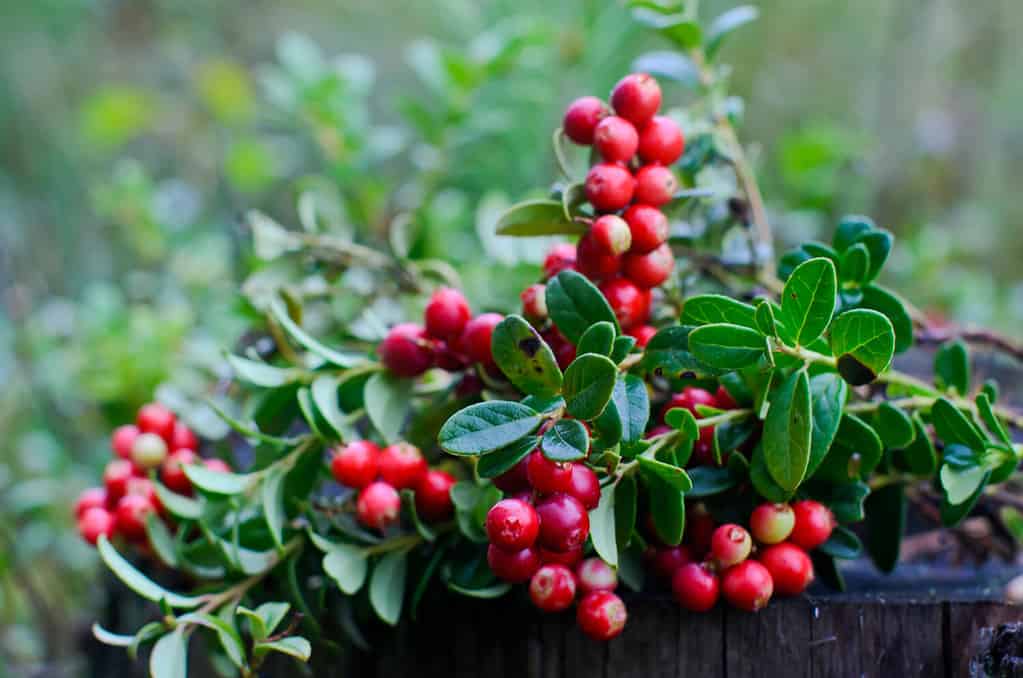 The Top 5 U.S. States That Grow the Most Cranberries