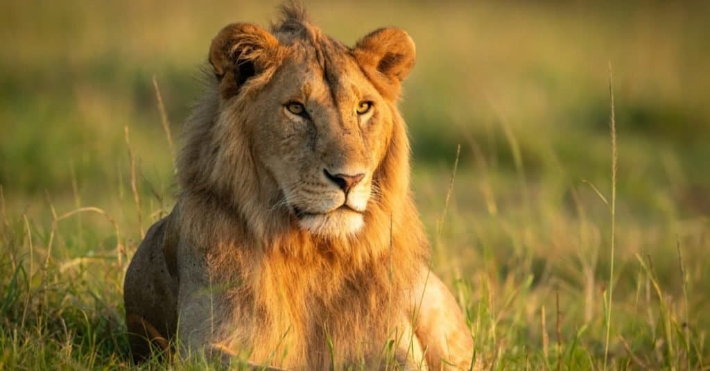 Watch Two Lions Turn Into Scared Kitties When Two Massive Rhinos Roll Up on Them