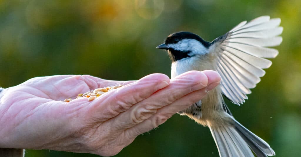 Discover the Top 8 Cleanest Animals with the Best Hygiene Habits