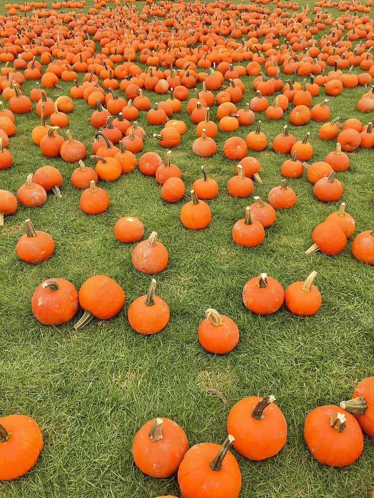 Explore the 15 Best Pumpkin Patches in West Virginia For a Great Fall Adventure