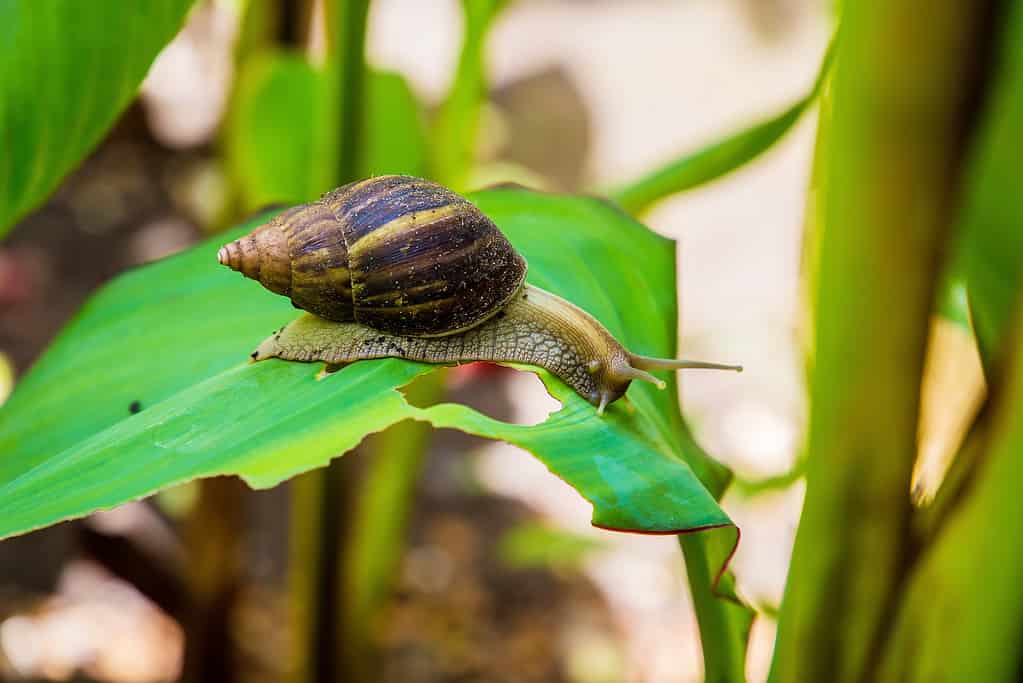 Discover 16 of the Quietest Animals on Earth