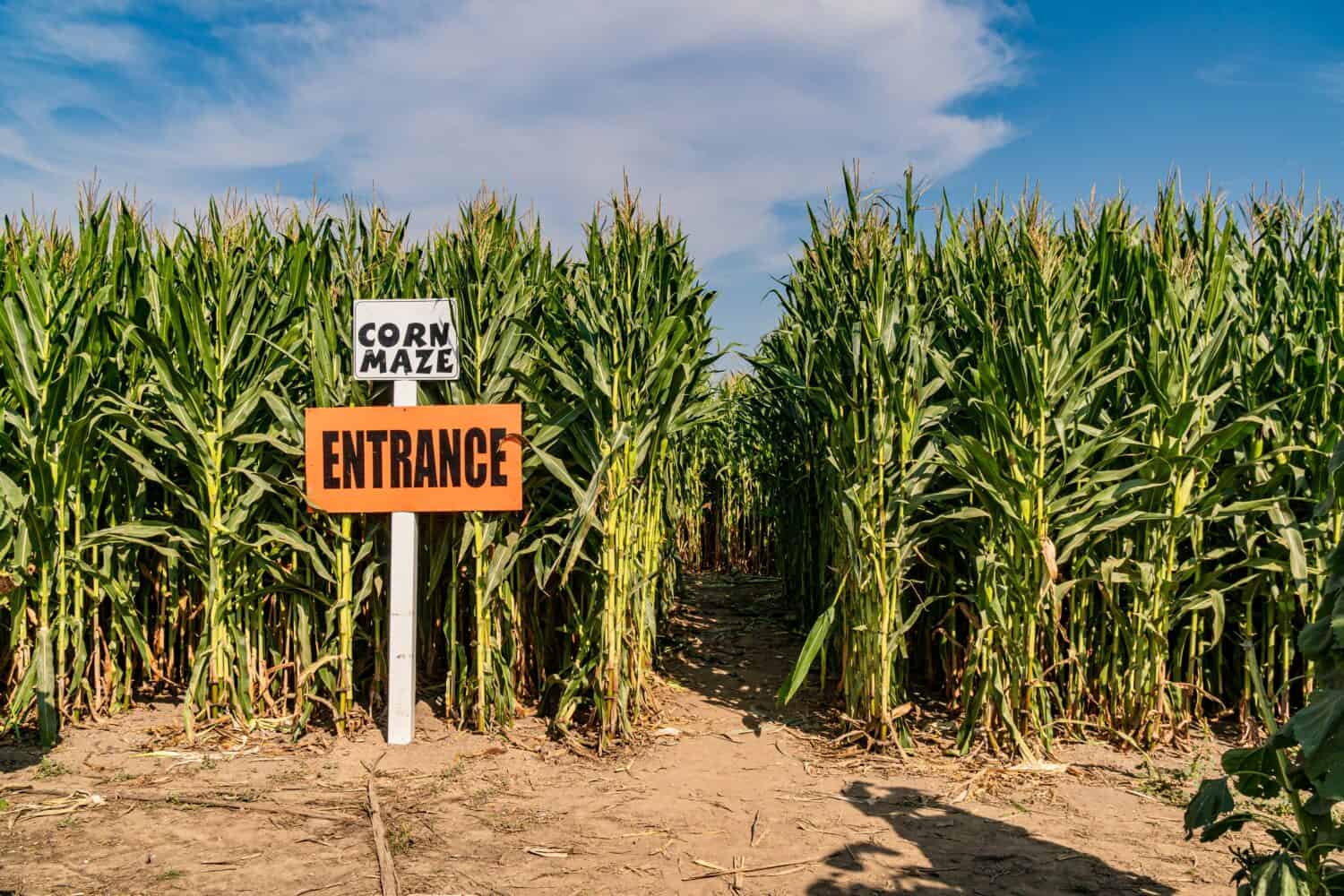 Discover the Largest Corn Maze in the Entire World