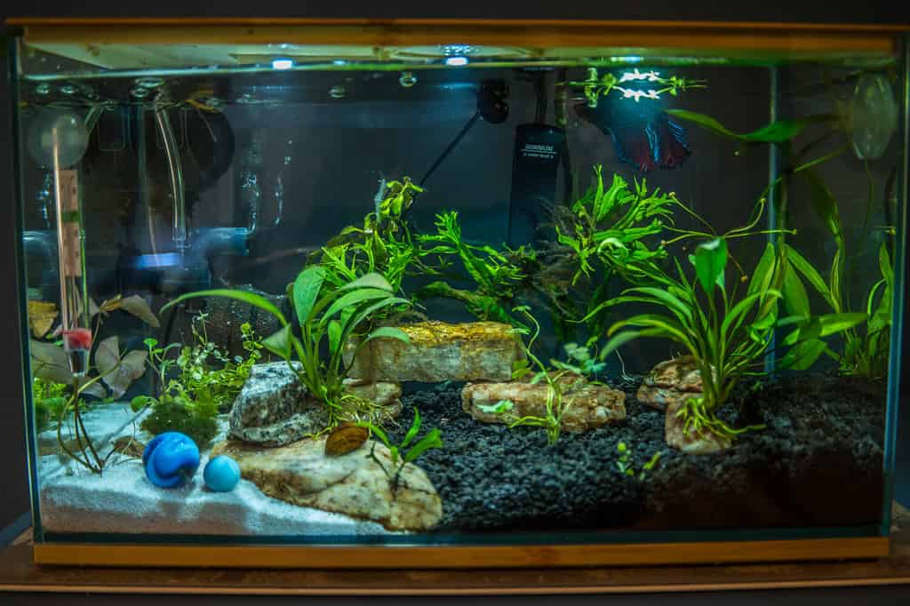 The Ideal Water Temperature for Betta Fish and the 7 Best Ways to Achieve It