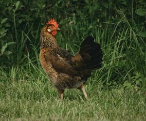 Discover 7 Chicken Predators and Which One Wrecks the Most Havoc