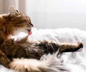 Discover the Top 8 Cleanest Animals with the Best Hygiene Habits