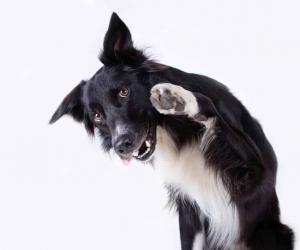 Incredible Border Collie Shows Off Its Remarkable Herding Skills, Showing the Sheep Who's Boss!