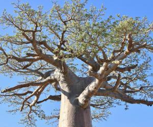 African Baobab vs. Southern Blue Gum Tree: 6 Differences Between These Towering Giants