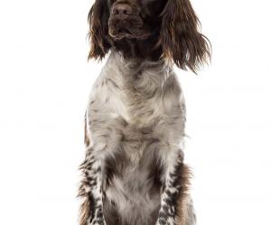 Brittany Spaniel Colors: Rarest to Most Common