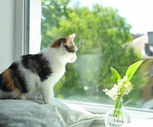 The 10 Best Flower-Inspired Cat Names (And Their Meanings)