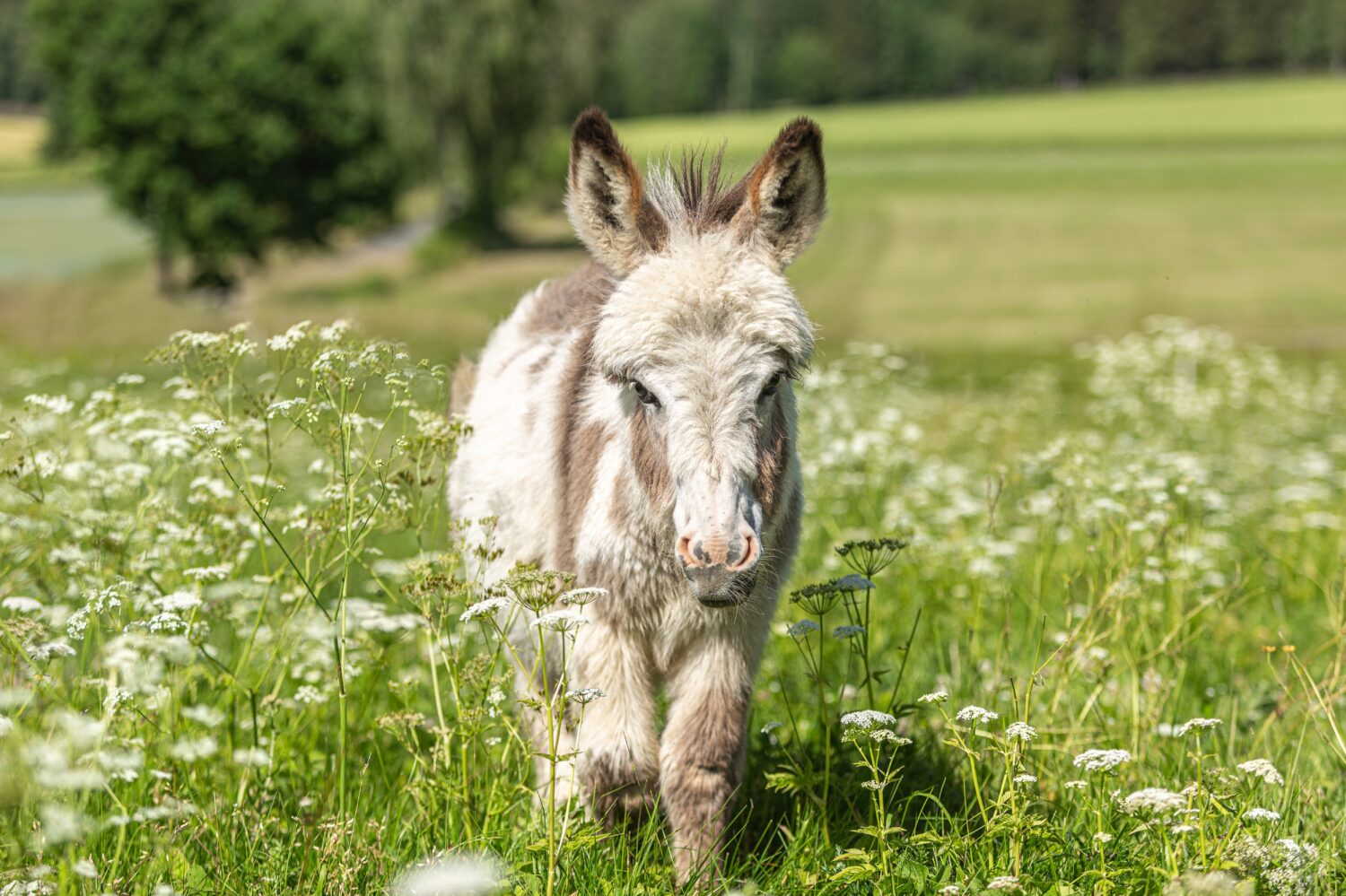 Donkey Prices 2023: Purchase Cost, Supplies, Food, and More!