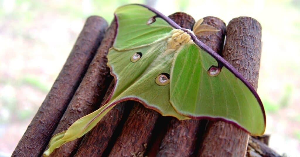 The 12 Most Common Moths You'll Find in Ohio