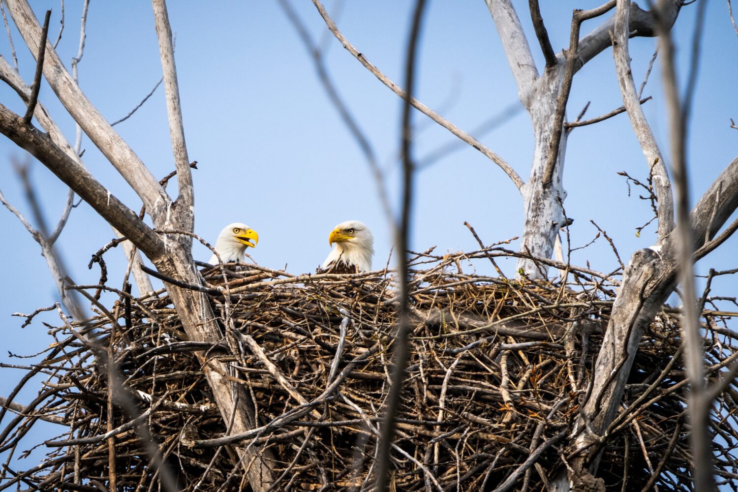 The 6 Best Places and Times to See Bald Eagles in New York