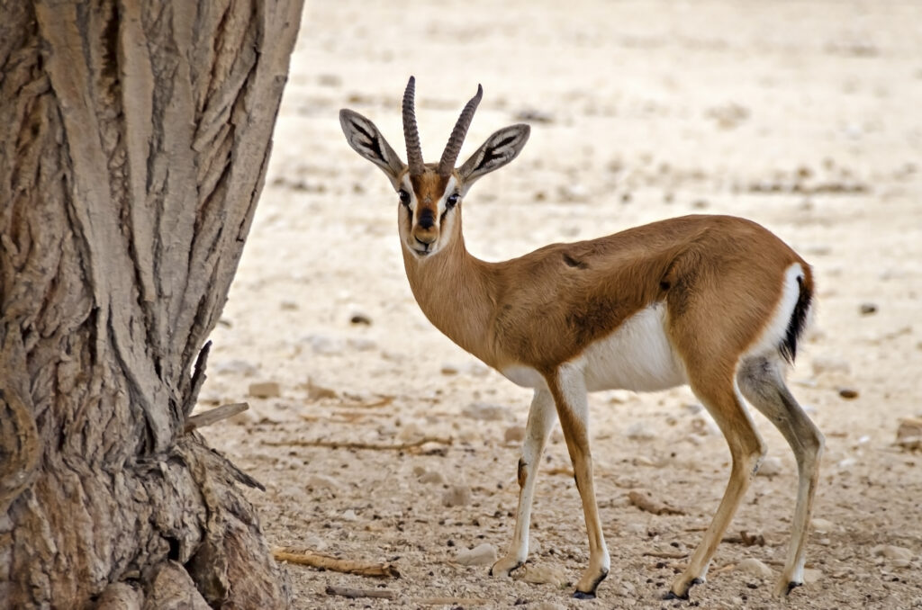 Discover 25 Animals That Call the Sahara Desert Their Home