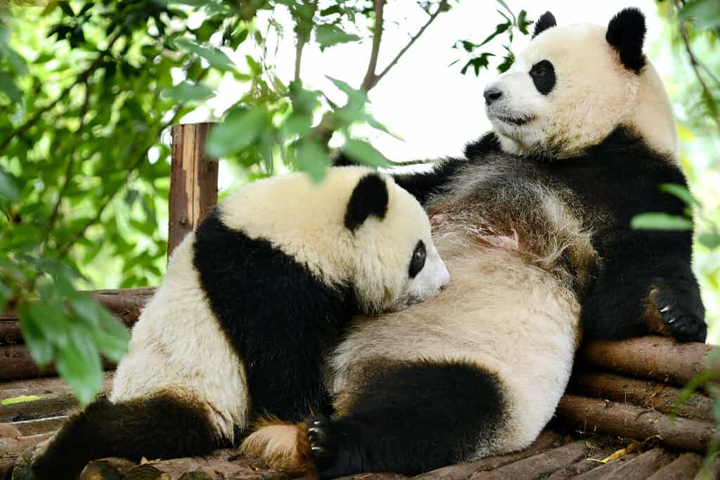 Male vs Female Giant Pandas: 5 Key Differences