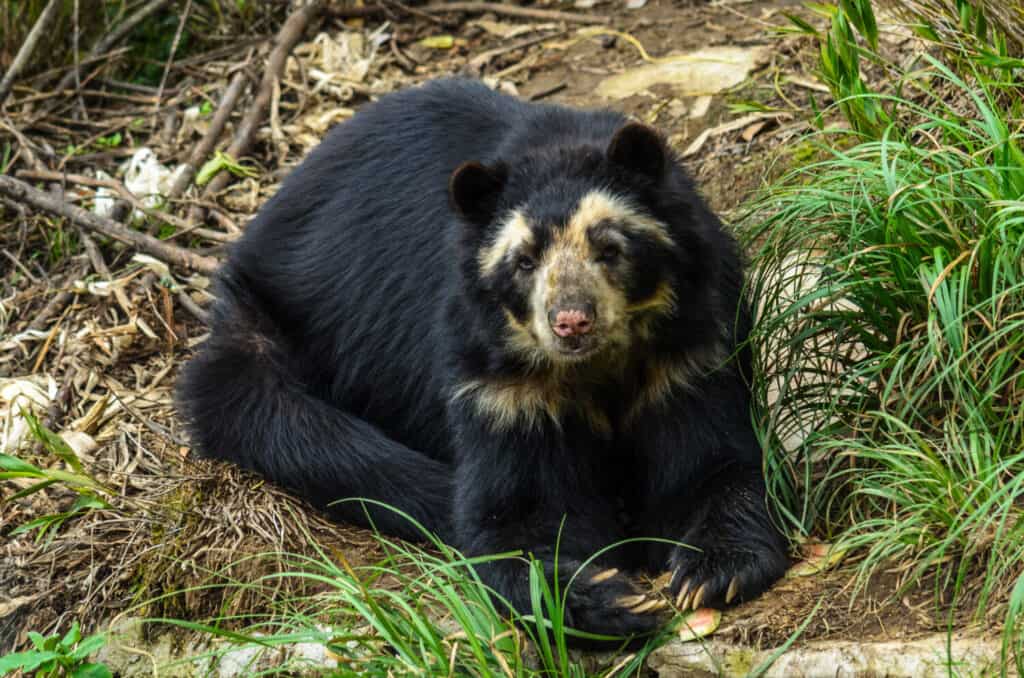 Phoenix Zoo: Ideal Time to Go   8 Amazing Animals to See