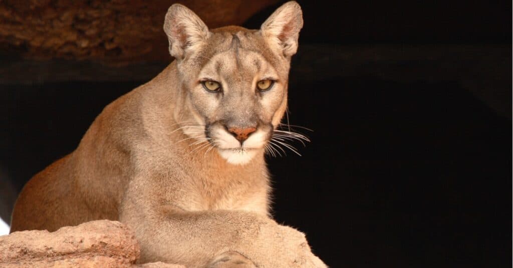 Phoenix Zoo: Ideal Time to Go   8 Amazing Animals to See