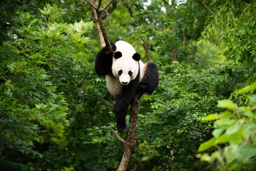 Male vs Female Giant Pandas: 5 Key Differences