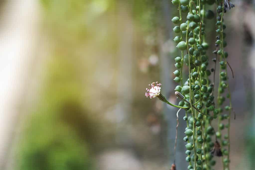 How Often Do You Water a String of Pearls Plant? 8 Critical Tips for a Thriving Plant