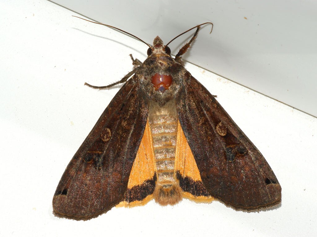 The 12 Most Common Moths You'll Find in Ohio