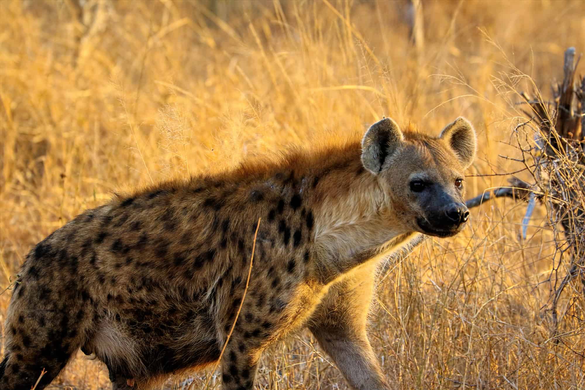 Discover Why All Spotted Hyenas Have External Genitalia