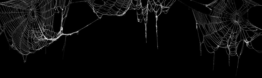 Cobweb vs Spider Web: Is There a Difference?