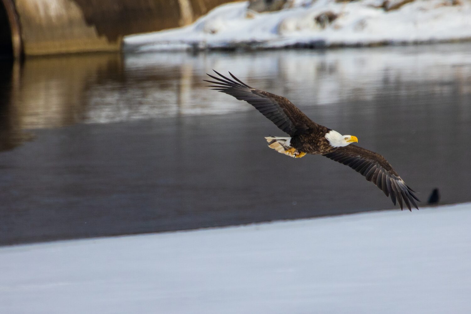 The 6 Best Places and Times to See Bald Eagles in New York