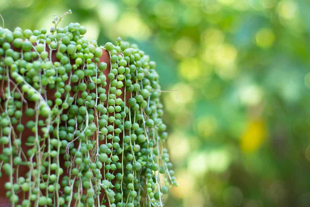 How Often Do You Water a String of Pearls Plant? 8 Critical Tips for a Thriving Plant