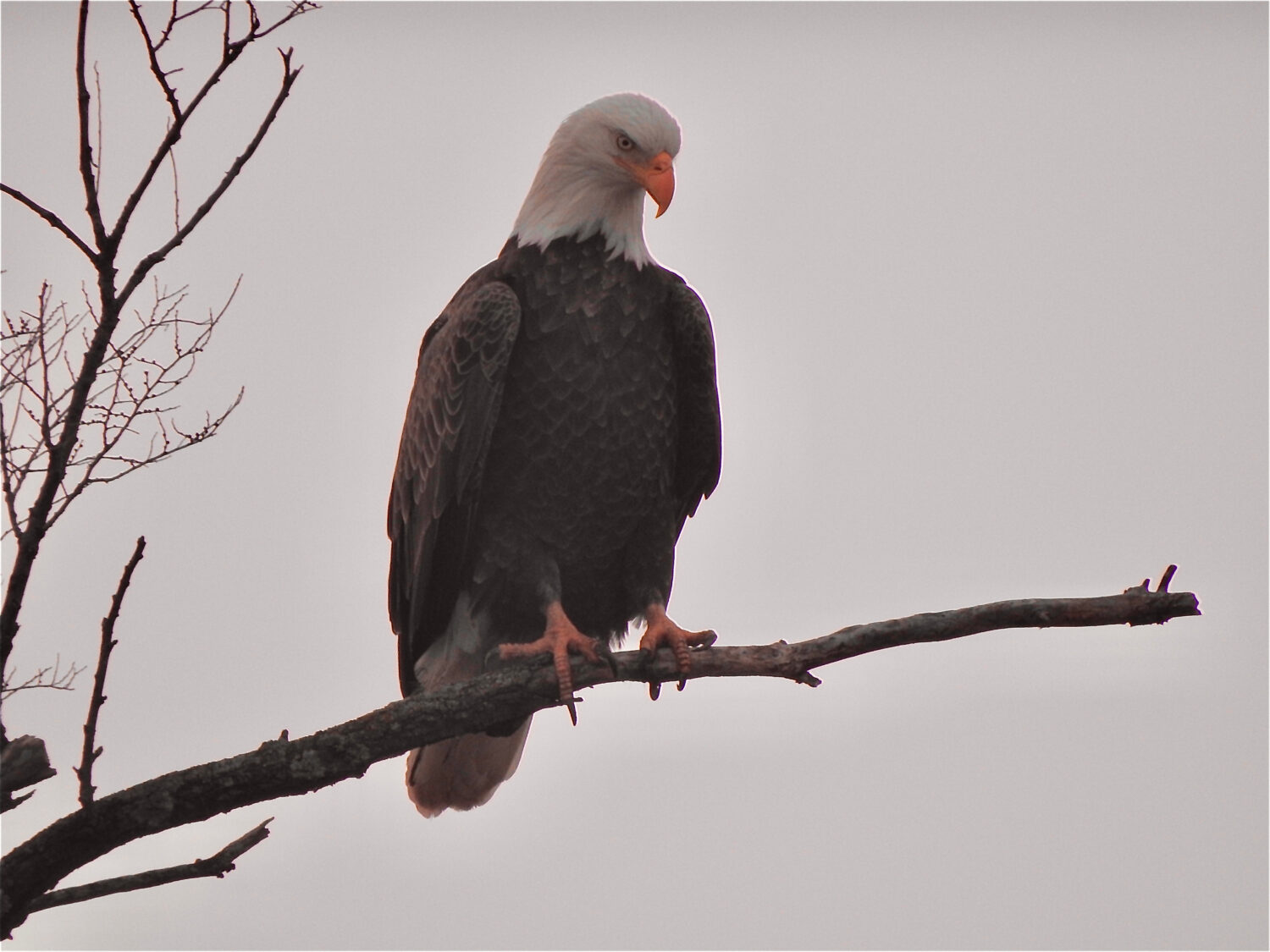 The 6 Best Places and Times to See Bald Eagles in New York