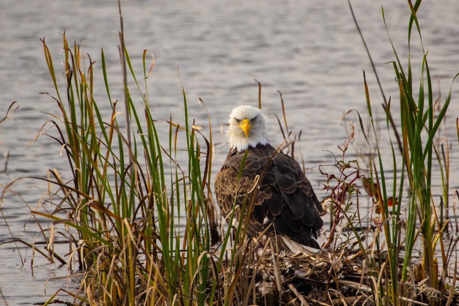 The 6 Best Places and Times to See Bald Eagles in New York