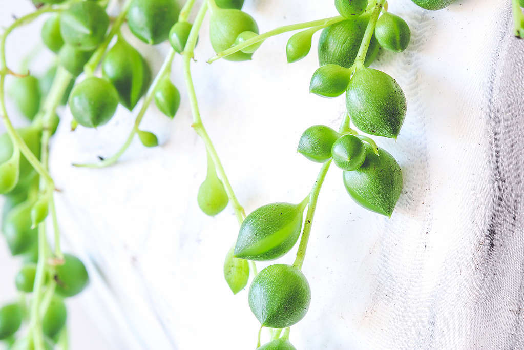 How Often Do You Water a String of Pearls Plant? 8 Critical Tips for a Thriving Plant