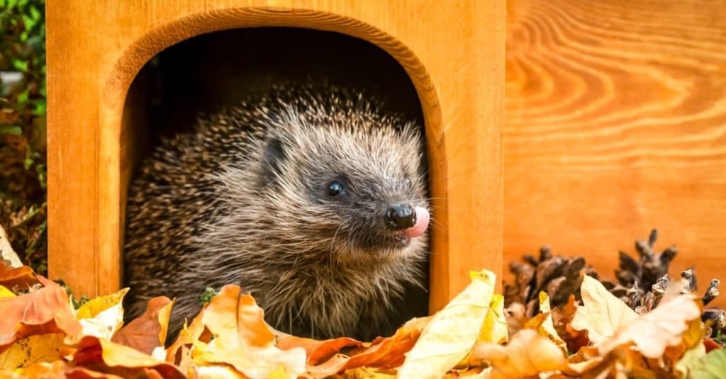 Do Hedgehogs Make Good Pets? Discover the Pros and Cons of Ownership